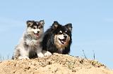 CHIEN FINNOIS DE LAPONIE 531